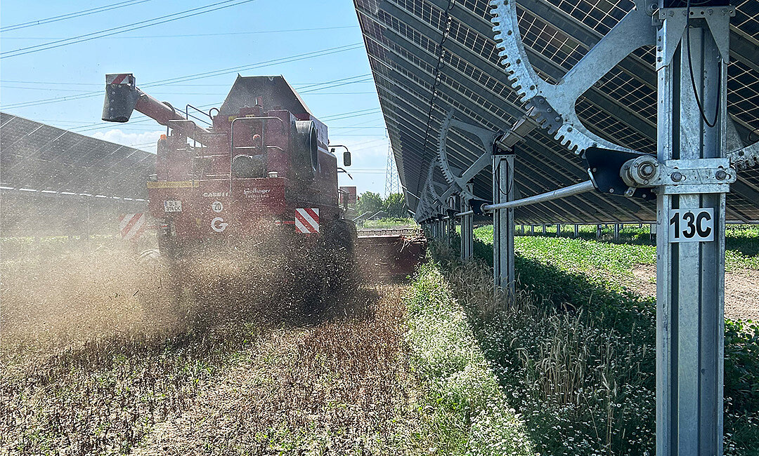 Weizen und Mohn dreschen, erste Ernte mit Mähdrescher am EWS Sonnenfeld Bruck an der Leitha franz
