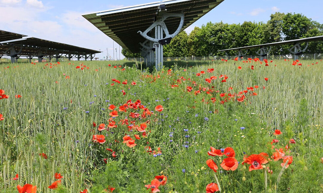 Flower strips to increase biodiversity and species diversity at the EWS Sonnenfeld in Bruck/Leitha