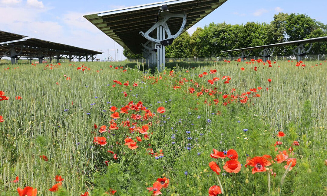 Flower strips to increase biodiversity and species diversity at the EWS Sonnenfeld in Bruck/Leitha franz